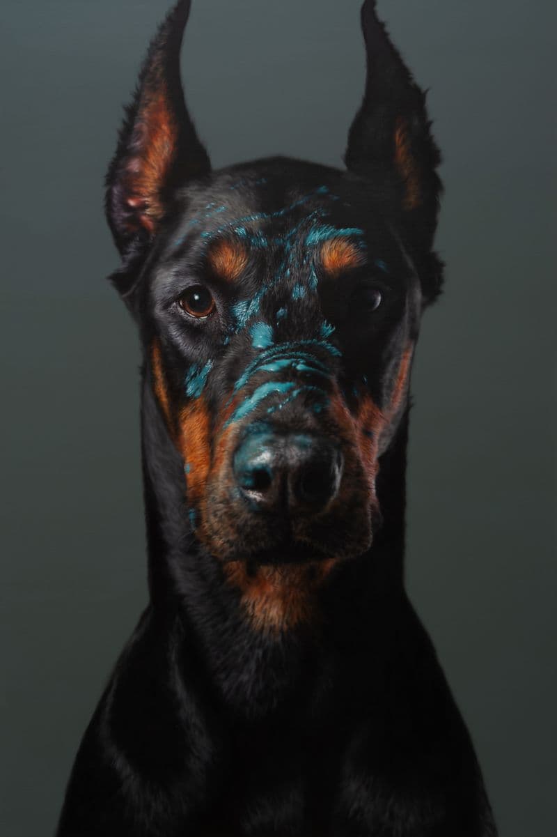 Kang Kang-hoon, Dobermann Pinscher, 2026, oil on canvas: a frontal Dobermann with turquoise marks across the face