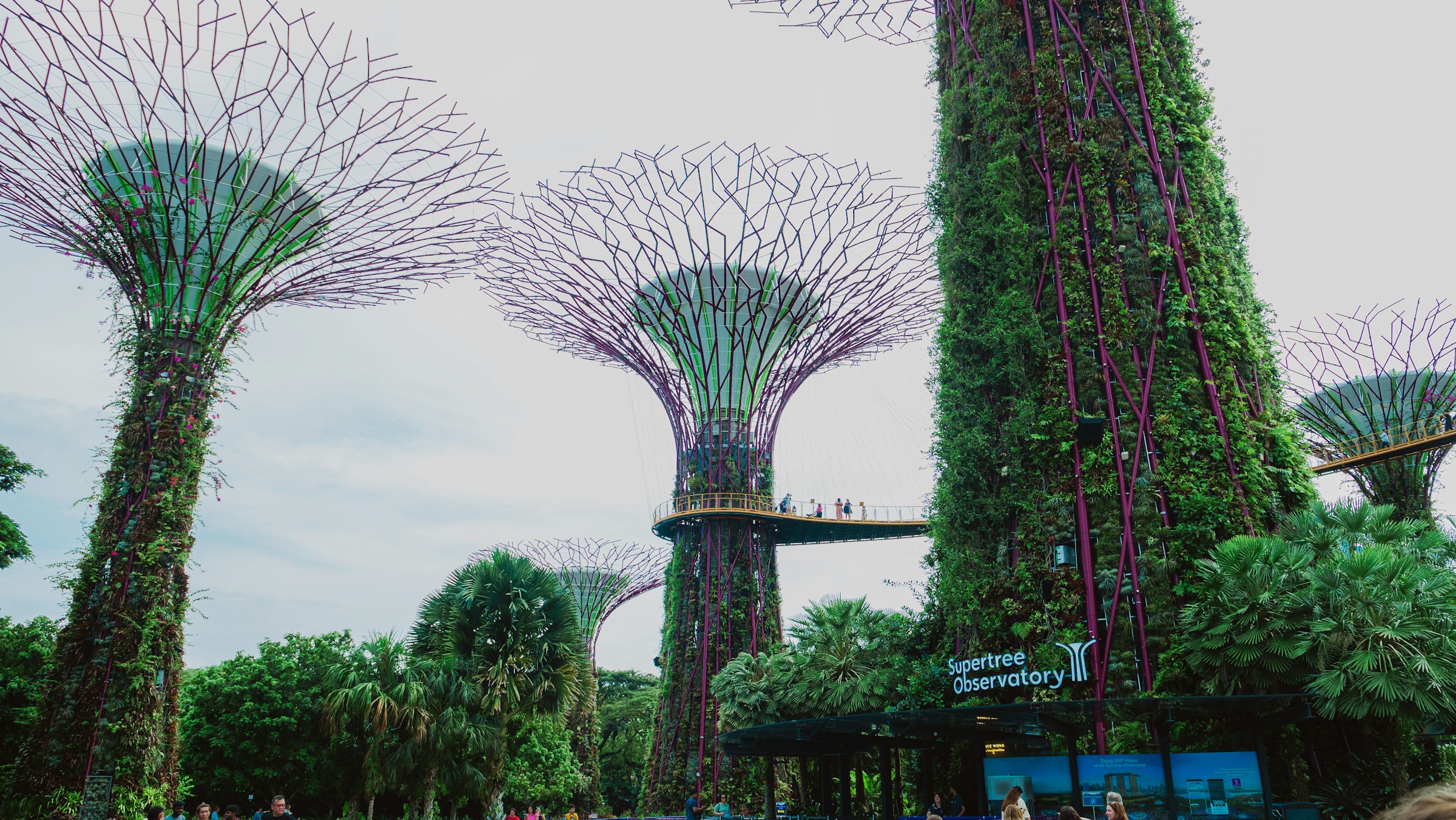 Supertree Grove, Gardens by the Bay