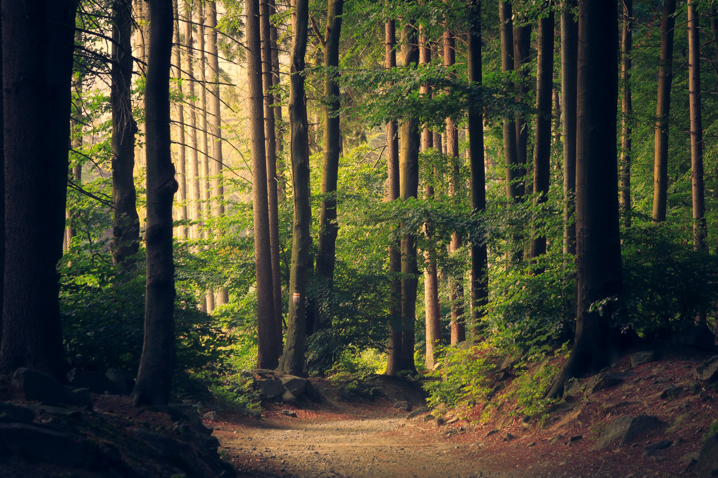 Garden light and trees framing a woodland path