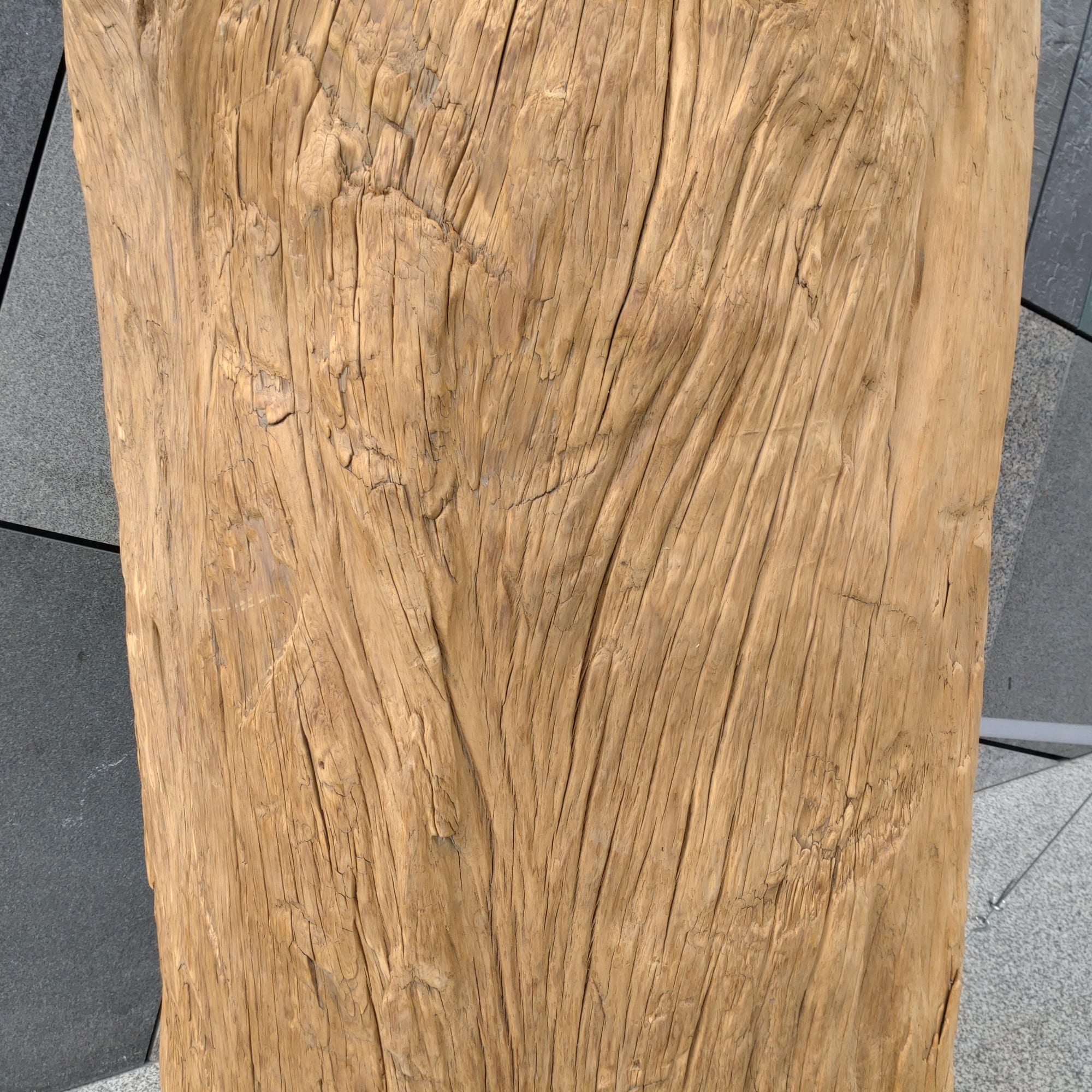 Trunk of Taiwan incense cedar (Calocedrus formosana) in Toucheng Township, Yilan County