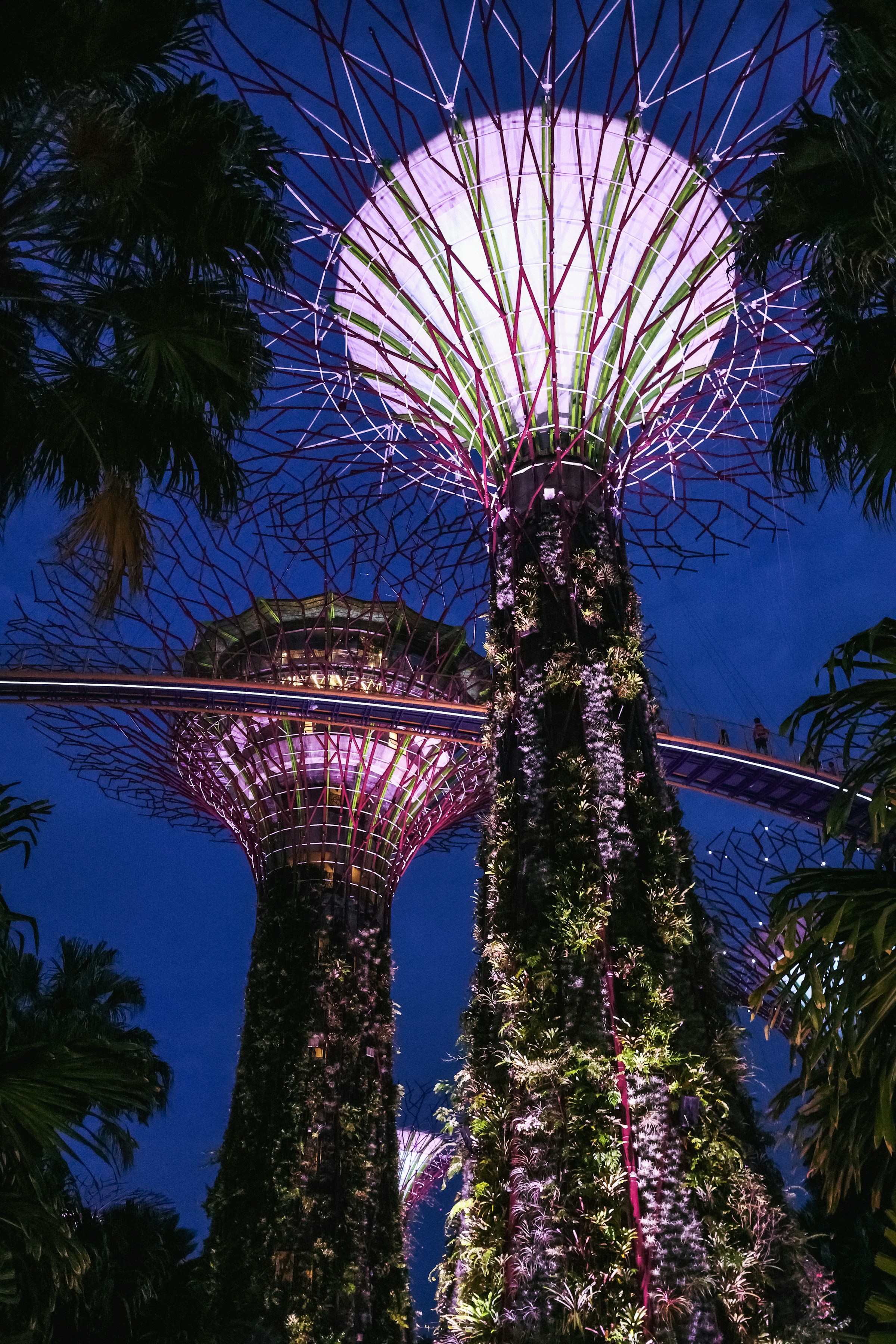 Supertree Grove illuminated at night, Gardens by the Bay