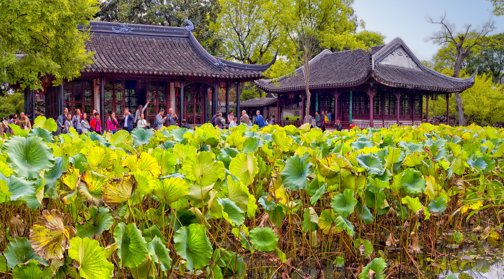 Pavilion and rockery beside a lotus pond at the Humble Administrator's Garden, Suzhou