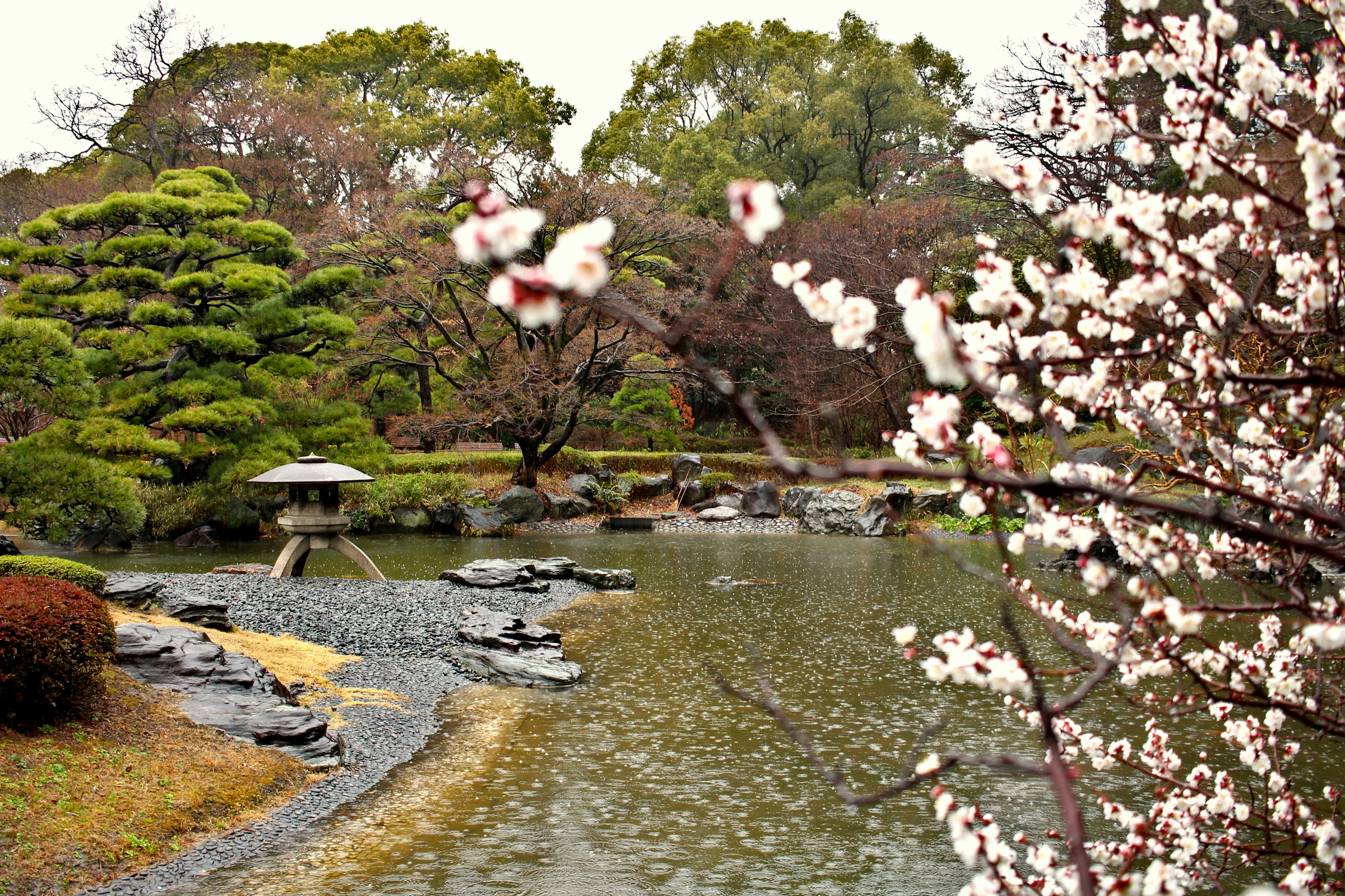 Japanese garden in Tokyo
